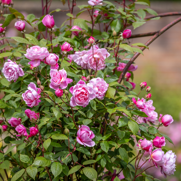 2-Quart Potted Roses - David Austin Roses