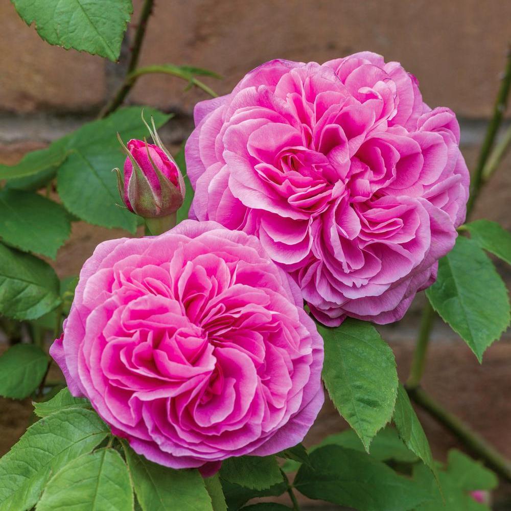 Gertrude Jekyll pink rose bred by David Austin
