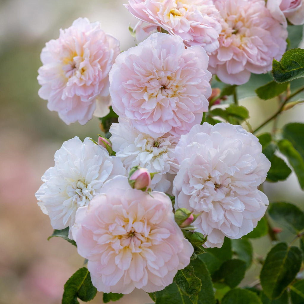 Pink English Shrub Roses Elizabeth | English Shrub Rose | David Austin Roses