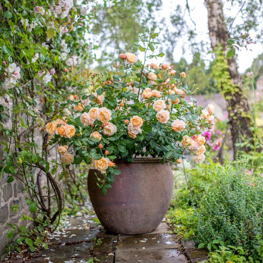 How to Care for Roses in Pots | David Austin