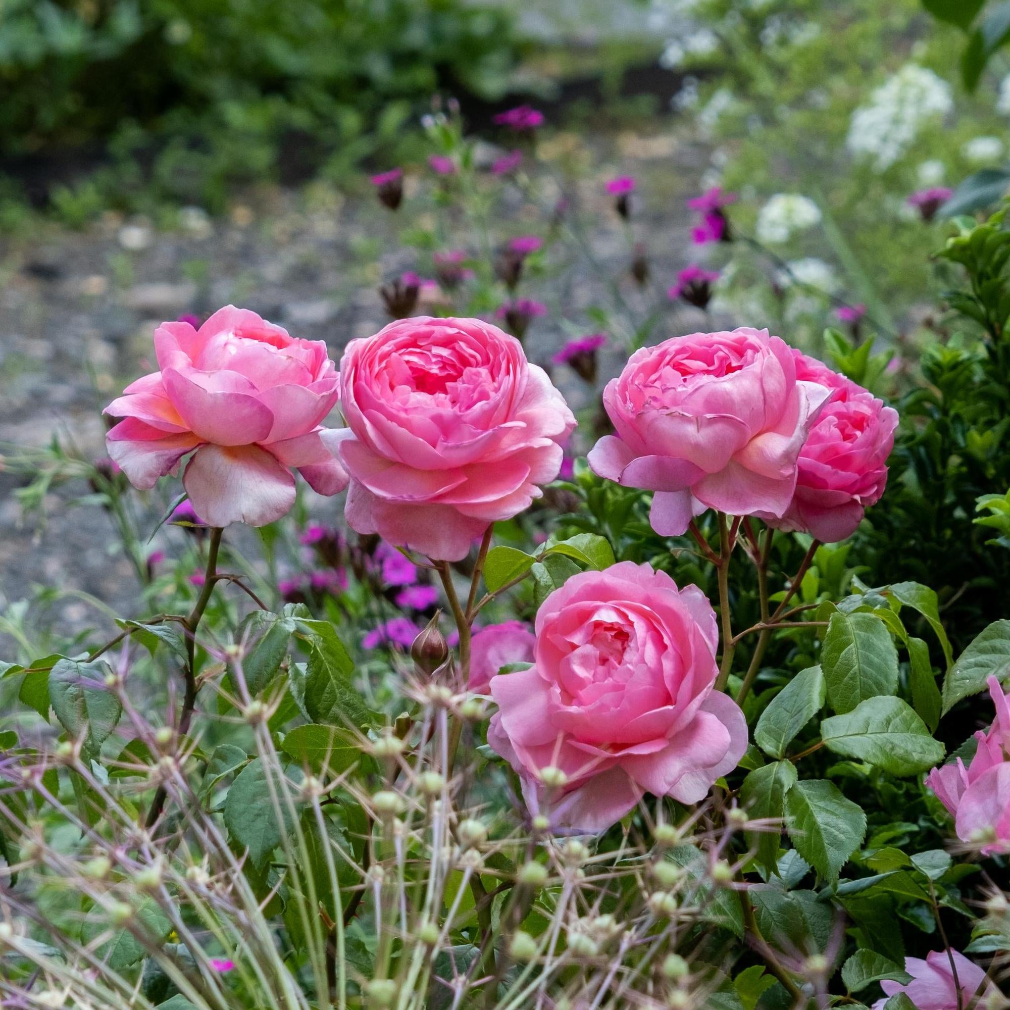 Penelope Lively (Ausb18a15) | English Shrub Rose | David Austin Roses
