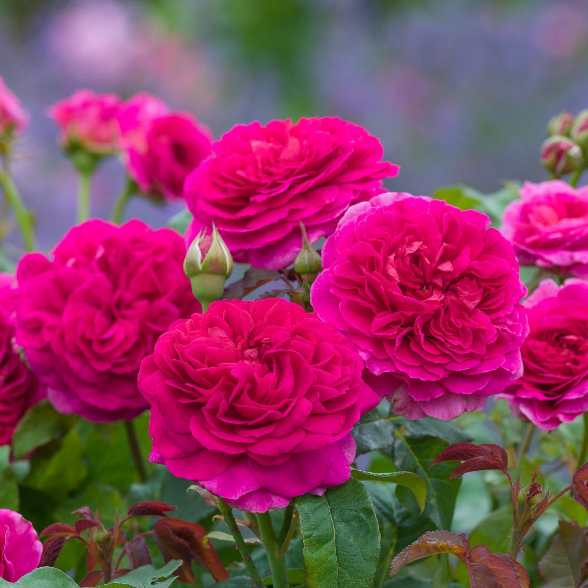 Gabriel Oak (Auscrowd) | English Shrub Rose | David Austin Roses