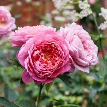 Elizabeth (Ausmajesty) | English Shrub Rose | David Austin Roses