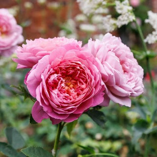Anlwick Roses The Alnwick Rose (Ausgrab) | English Shrub Rose | David Austin Roses