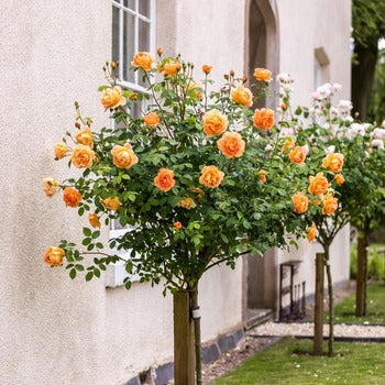 Brother Cadfael (Ausglobe) | English Shrub Rose | David Austin Roses