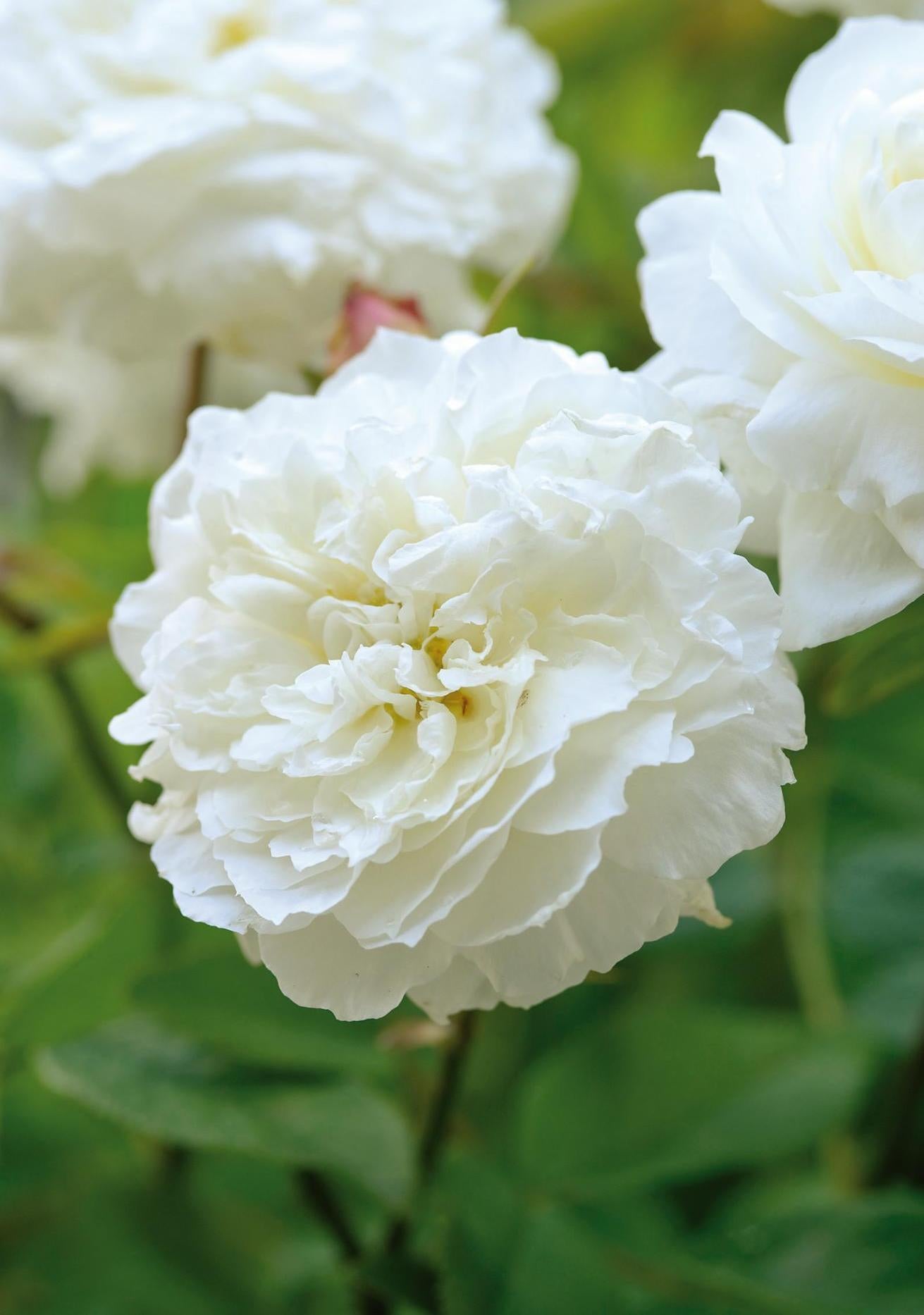 Susan_Williams-Ellis white rose bred by David Austin