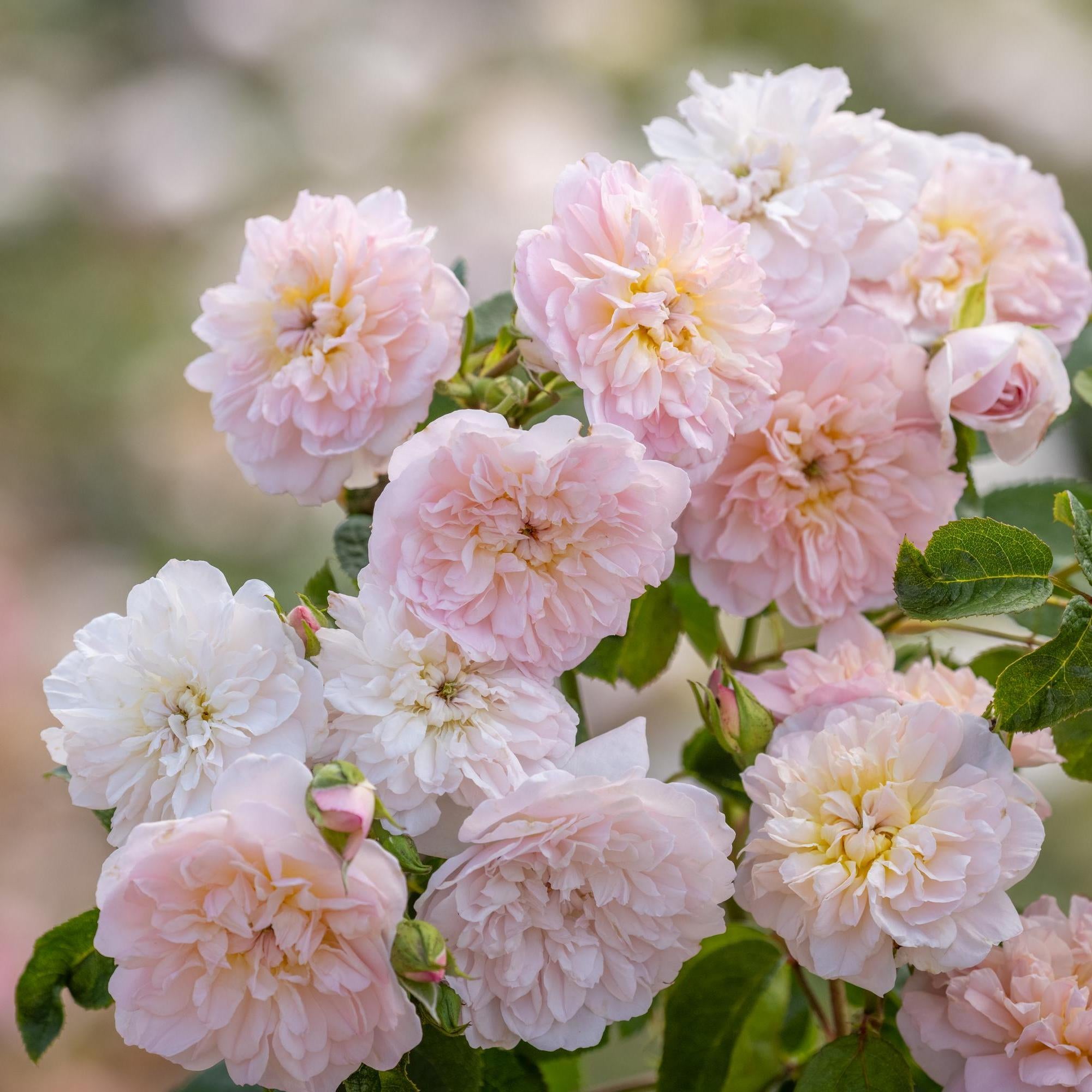 Elizabeth (Ausmajesty) | English Shrub Rose | David Austin Roses