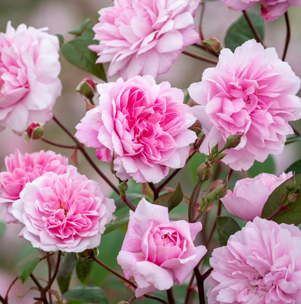 Roses Suitable for Zones 4 to 5 - David Austin Roses