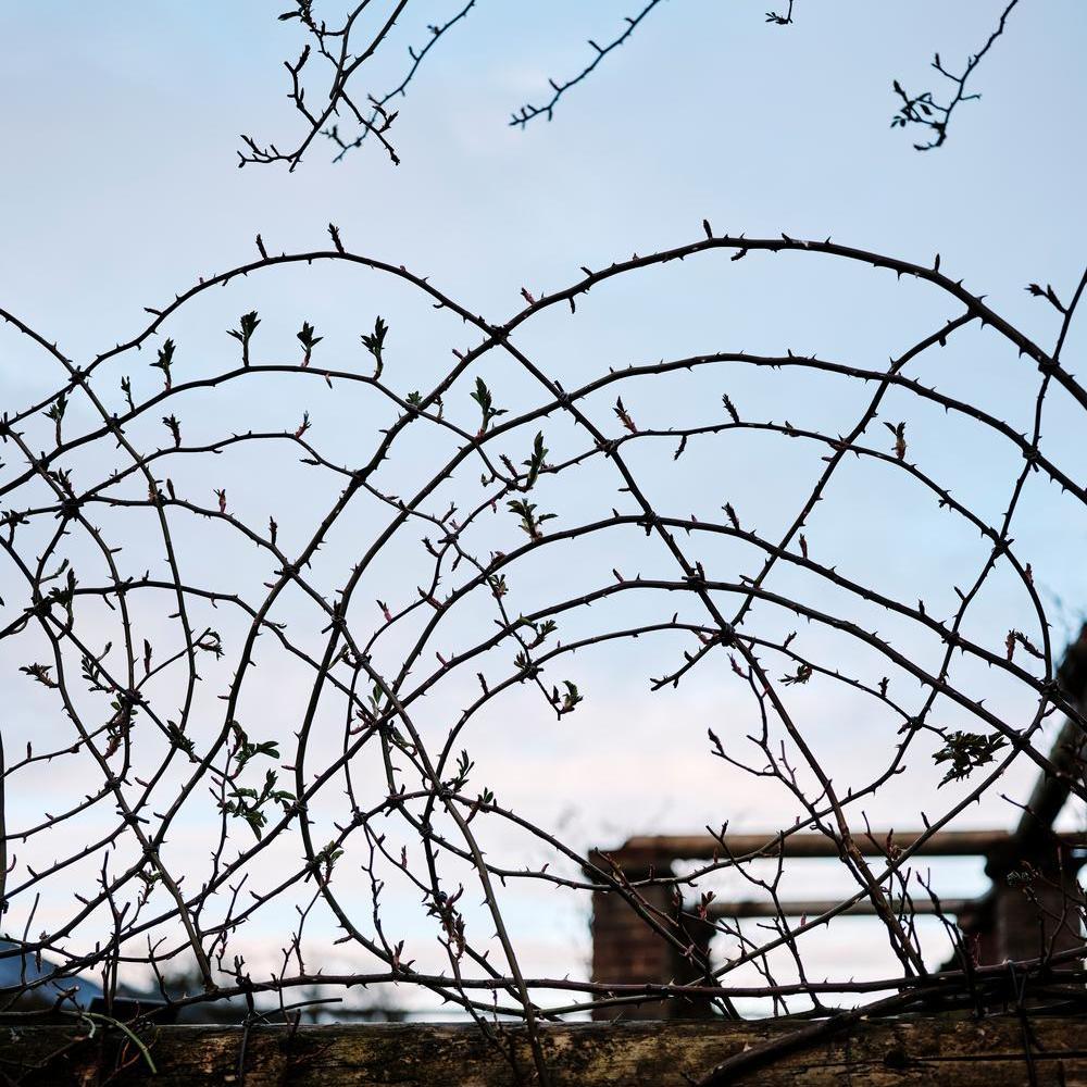 Roses train and tied in shapes at David Austin