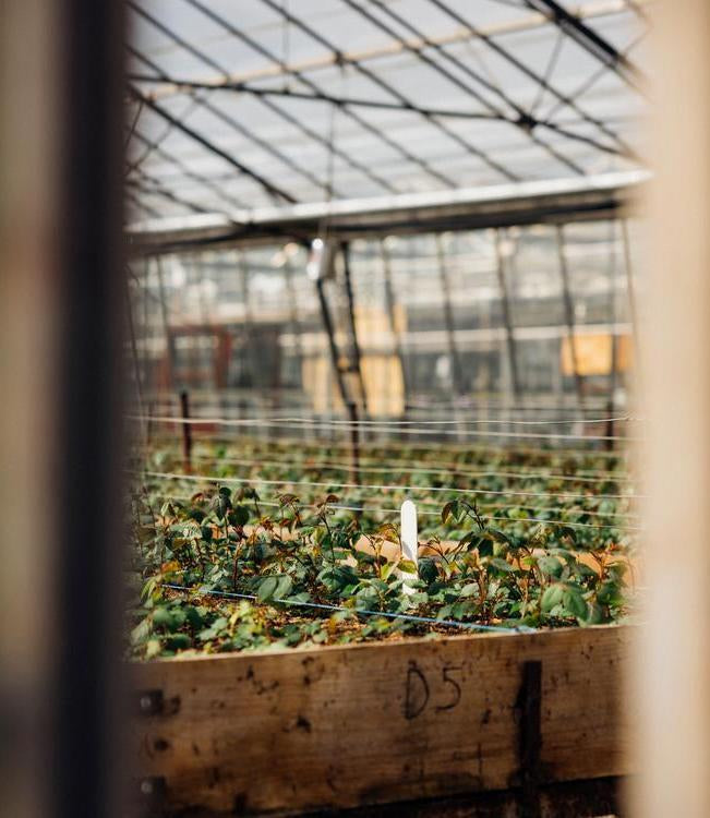 shot of seedlings in the David Austin greenhouses