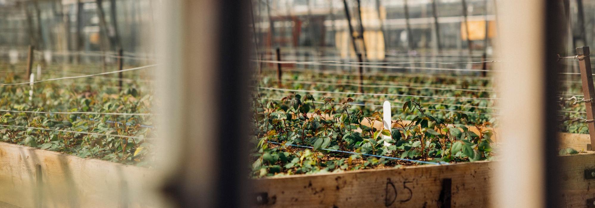 shot of seedlings in the David Austin greenhouses
