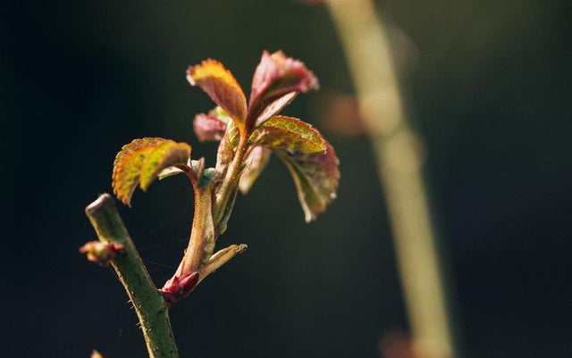 The Changing Colours of English Roses | David Austin