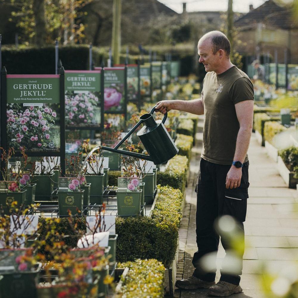 Man watering a potted rose at David Austin Plant Centre