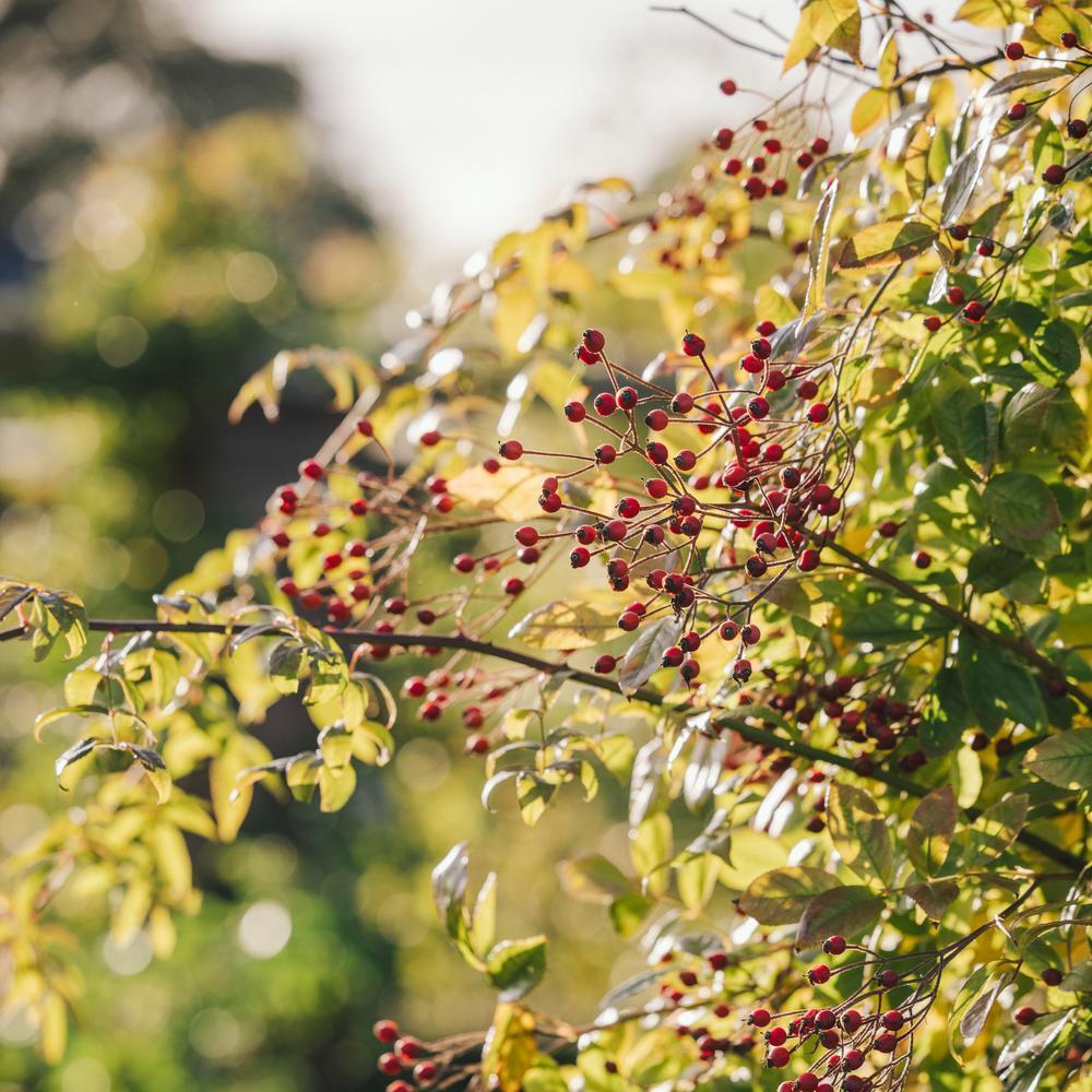 Wild Rose Hips in Winter: The Plants Behind Them | David Austin