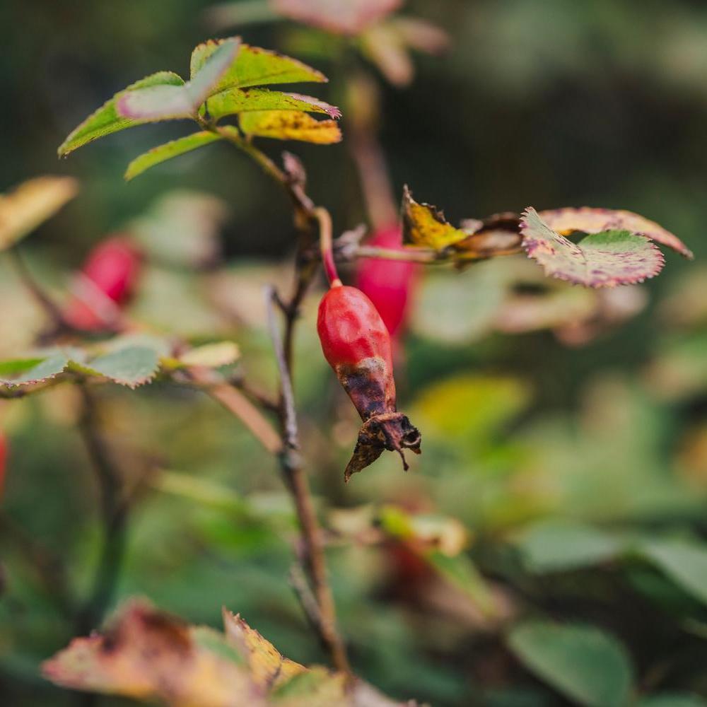 Rosa graciliflora red hips