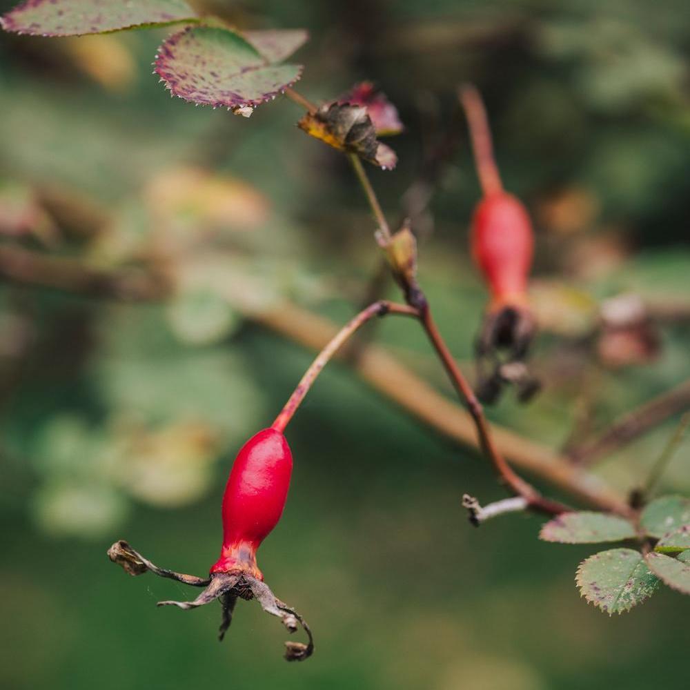 Rosa graciliflora red hips