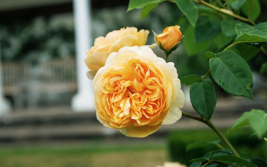 d'icilà Eveil de Rose ペンダント English Roses That Fill the Air with Fragrance | David Austin