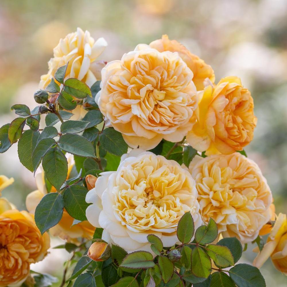 English Roses - David Austin Roses