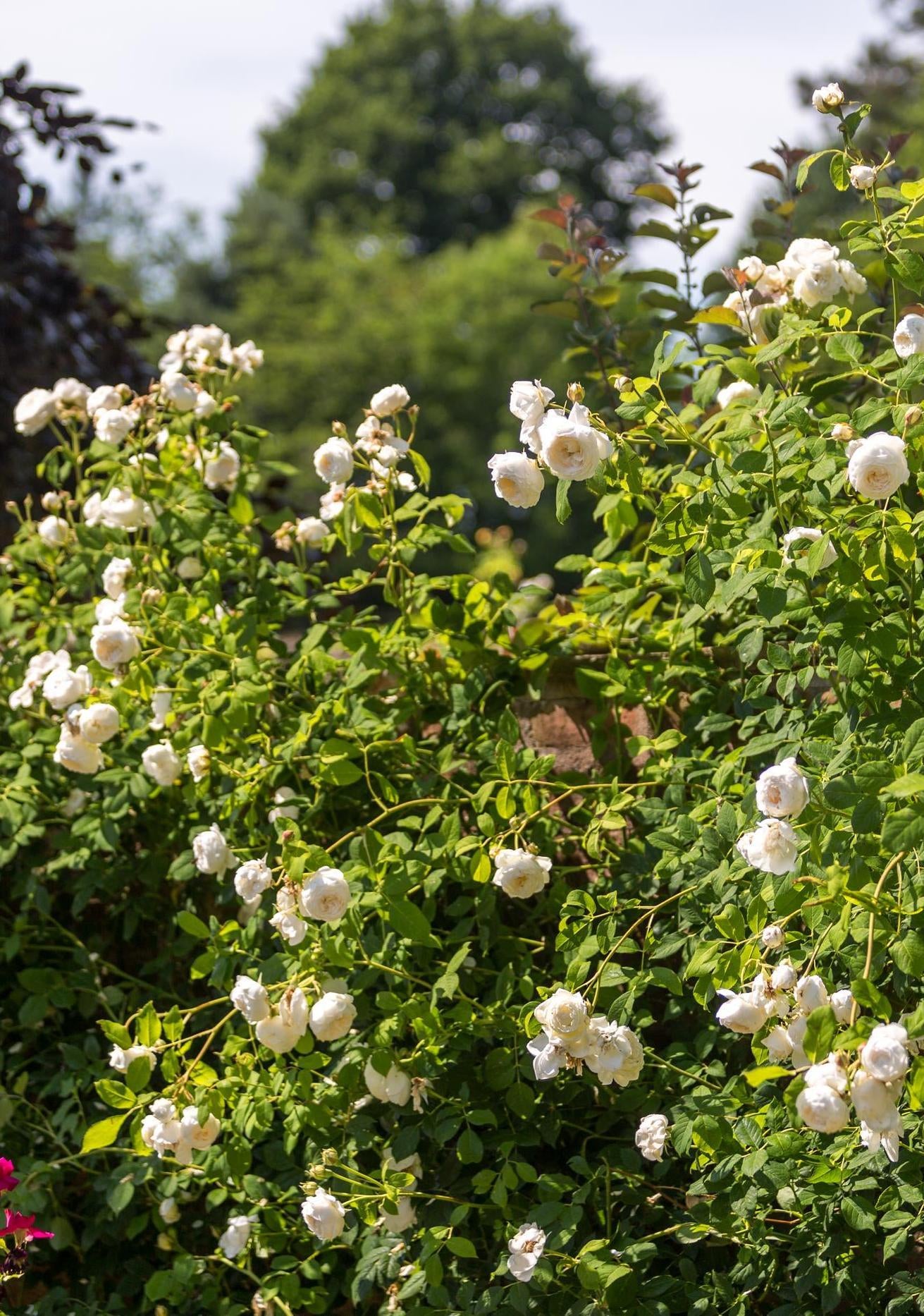 White and Cream Roses in the Garden | David Austin