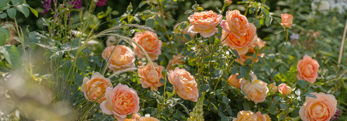 A close-up garden scene showing peachy blush blooms of the Lady of Shalott rose in full bloom among green foliage and blades of grass.