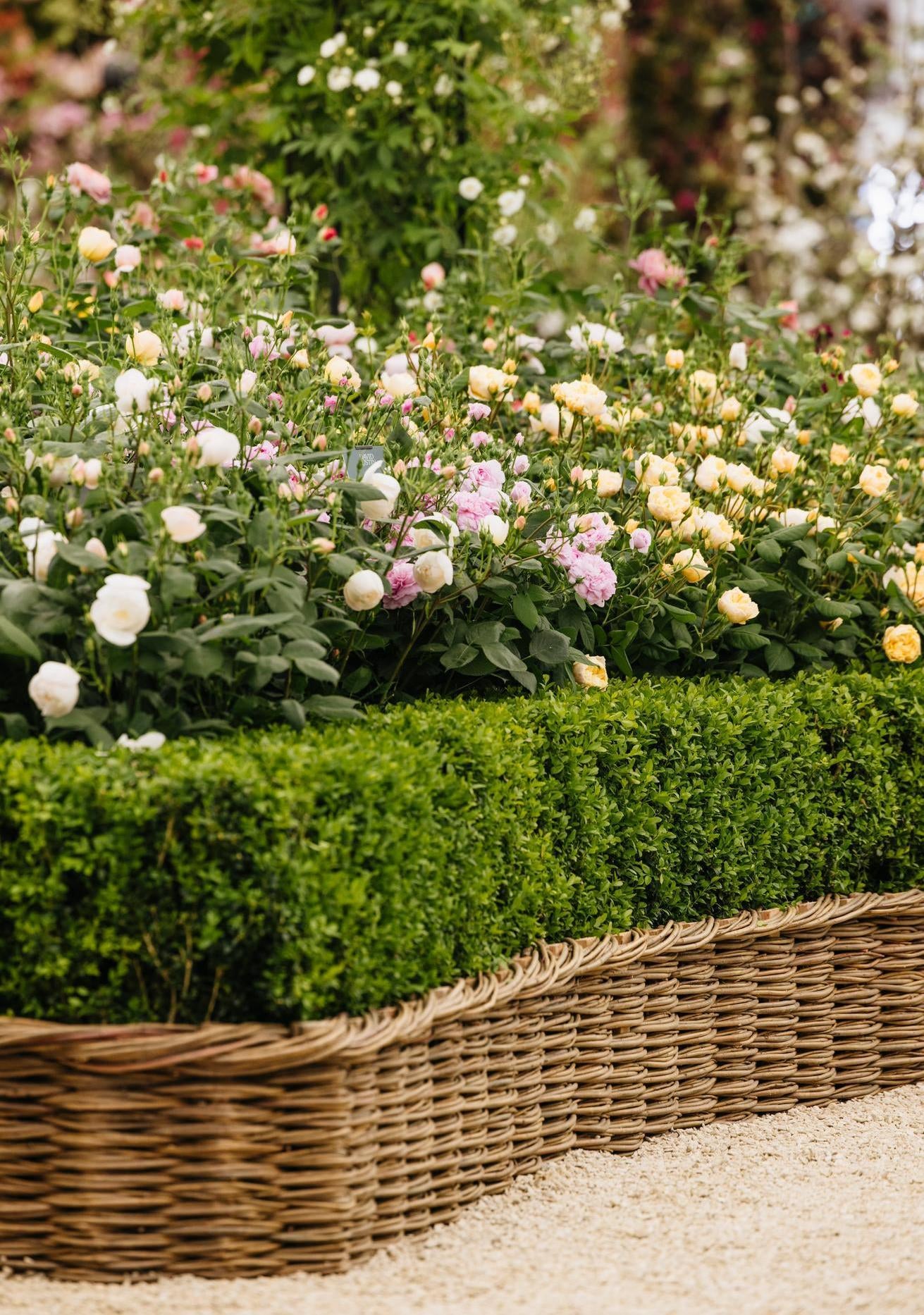 The Cotswold Garden at Chelsea | David Austin