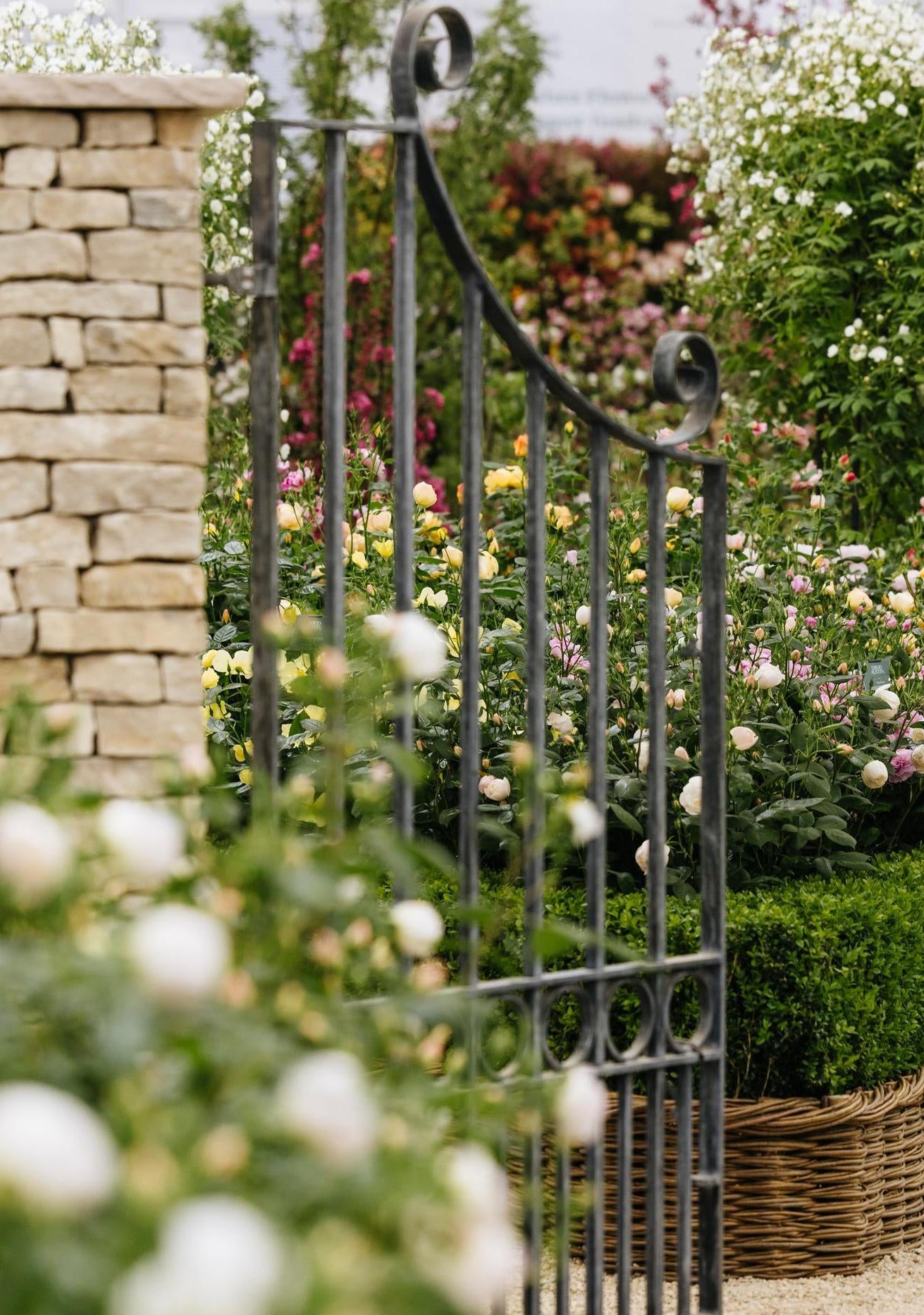 The Cotswold Garden at Chelsea | David Austin