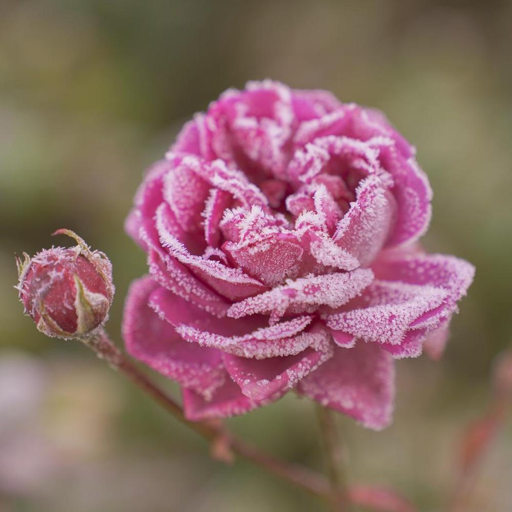 Penelope Lively