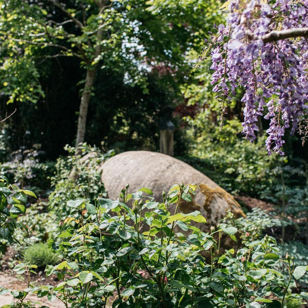 Garden shot with roses at highgrove
