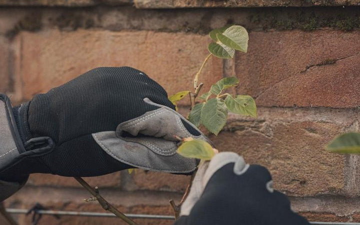 How to Prune Climbing and Rambling Roses | David Austin