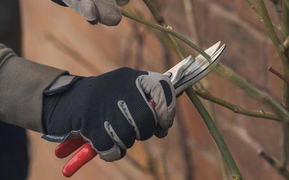 How to Prune Climbing and Rambling Roses | David Austin