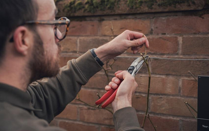 How to Prune Climbing and Rambling Roses | David Austin