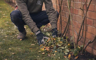 How to Prune Climbing and Rambling Roses | David Austin