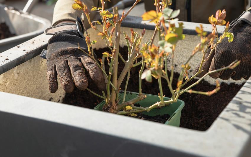 Planting Potted Climbing Rose in a Pot: Step-by-Step | David Austin