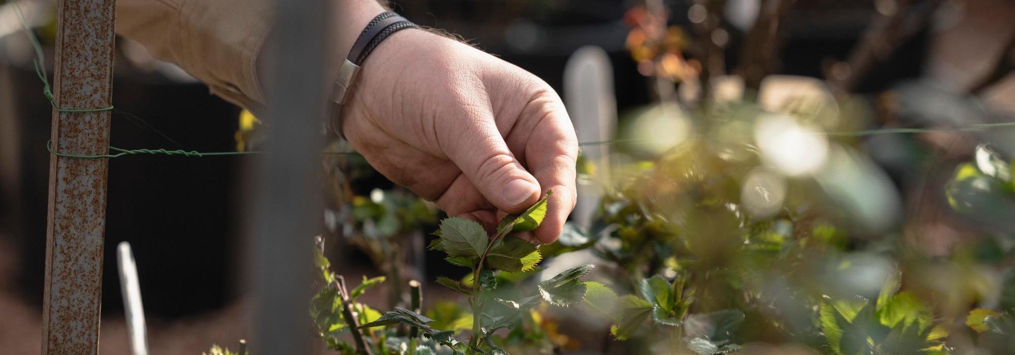 Man holding a seedling leaf
