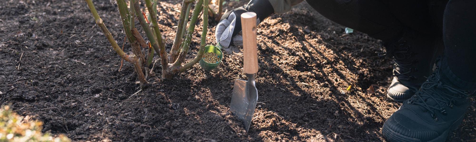 Person feeding a rose