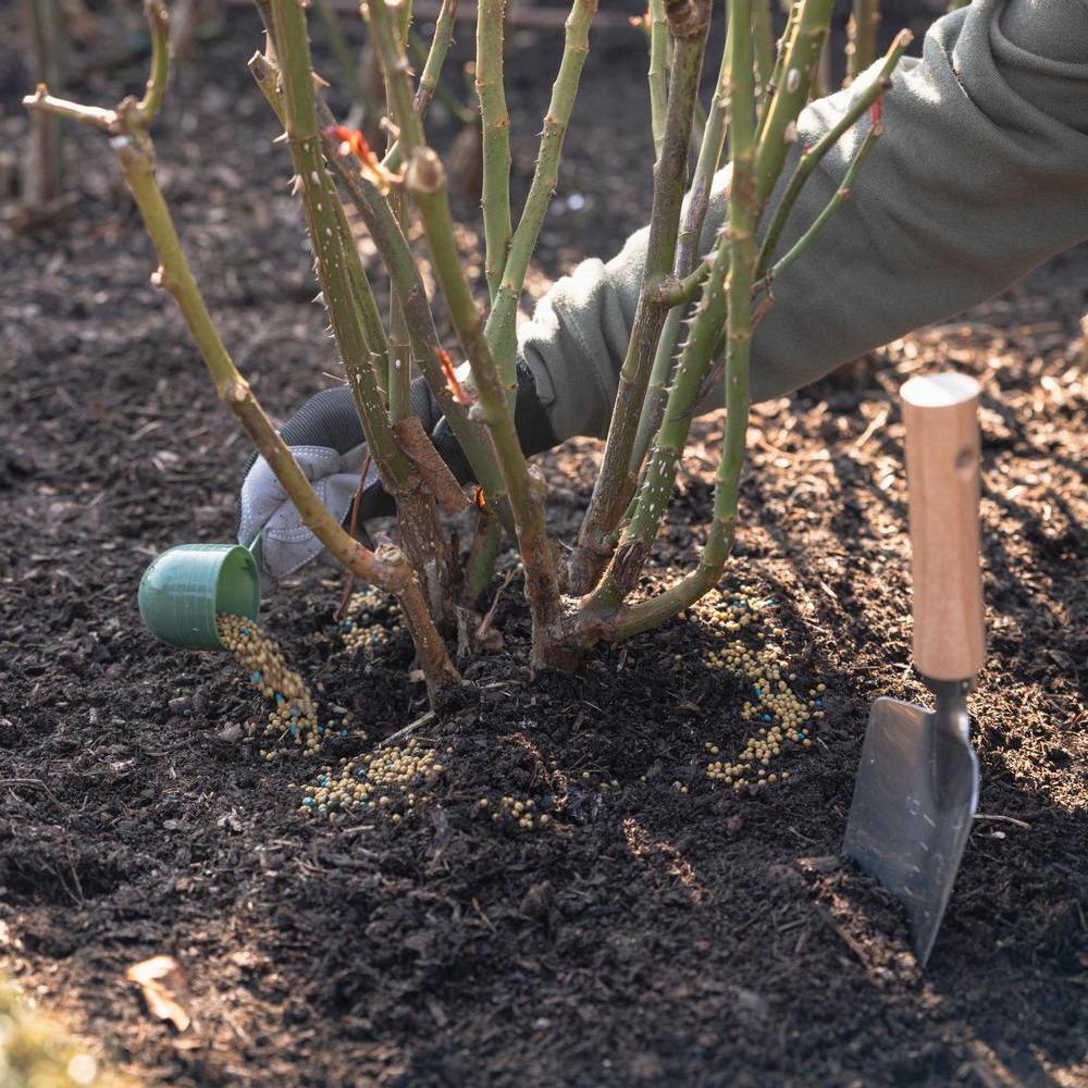 Person feeding a rose