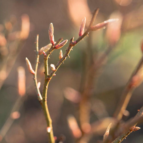 Early Signs of Life in the Rose Garden | David Austin