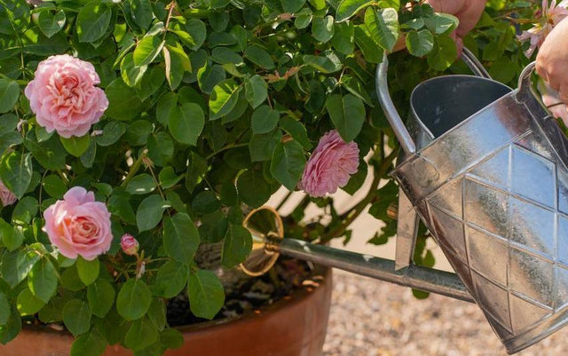 Heatwave Rose Care: Watering for Health and Resilience | David Austin