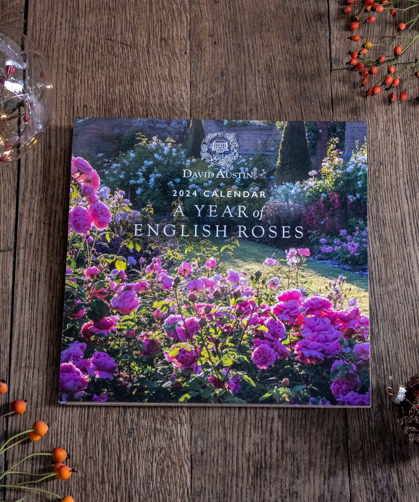 A David Austin Roses Calendar shown in a festive scene next to rose hips and baubles