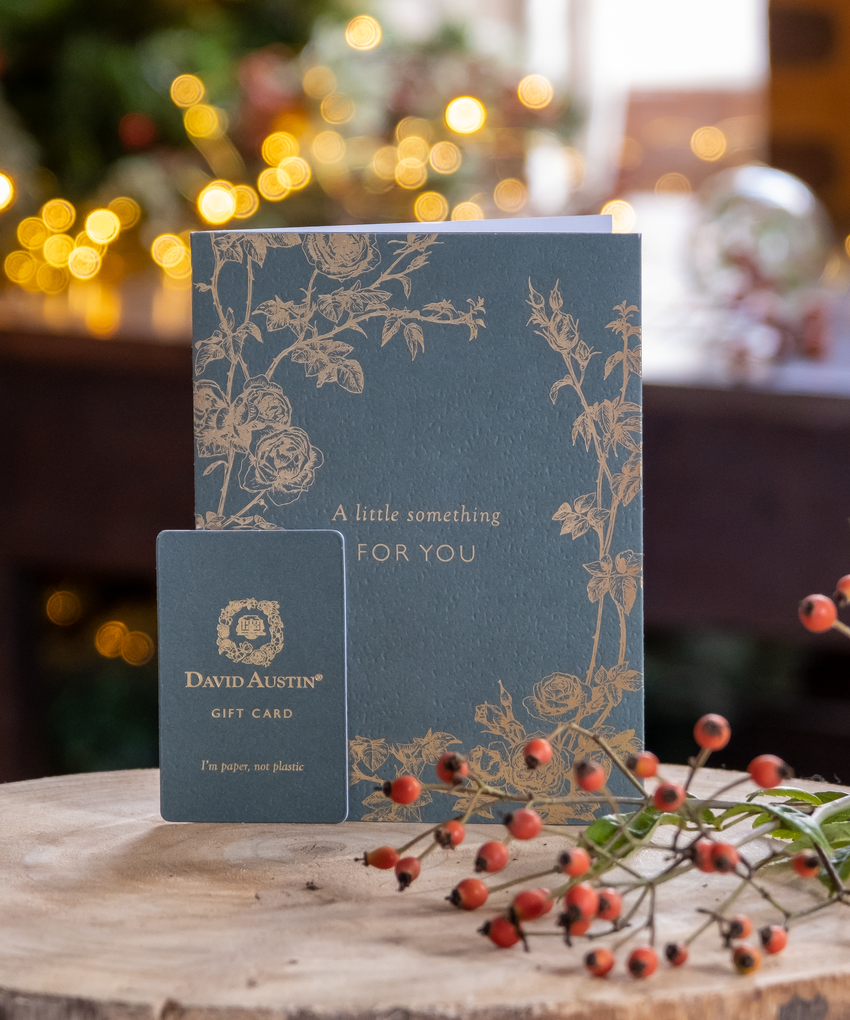 A David Austin Roses gift card shown in a festive scene next to vibrant orange rose hips