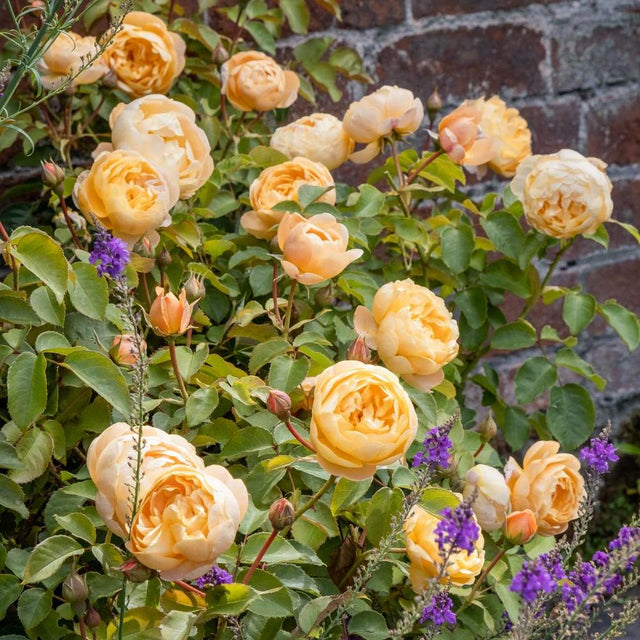 Disease Resistant Roses - David Austin Roses