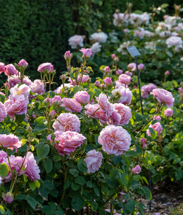 The Basics of Growing Roses | David Austin