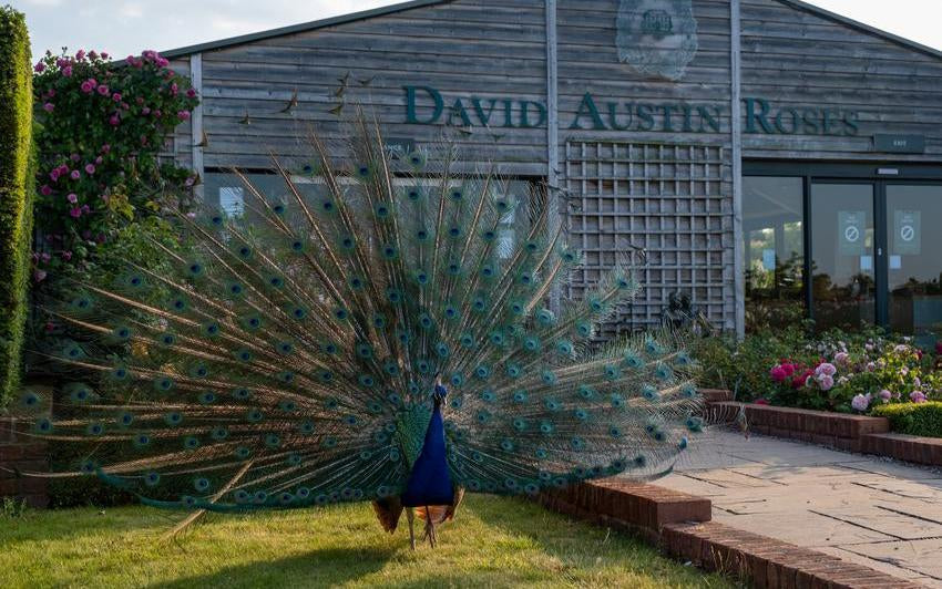 Peacock outside David Austin Roses shop