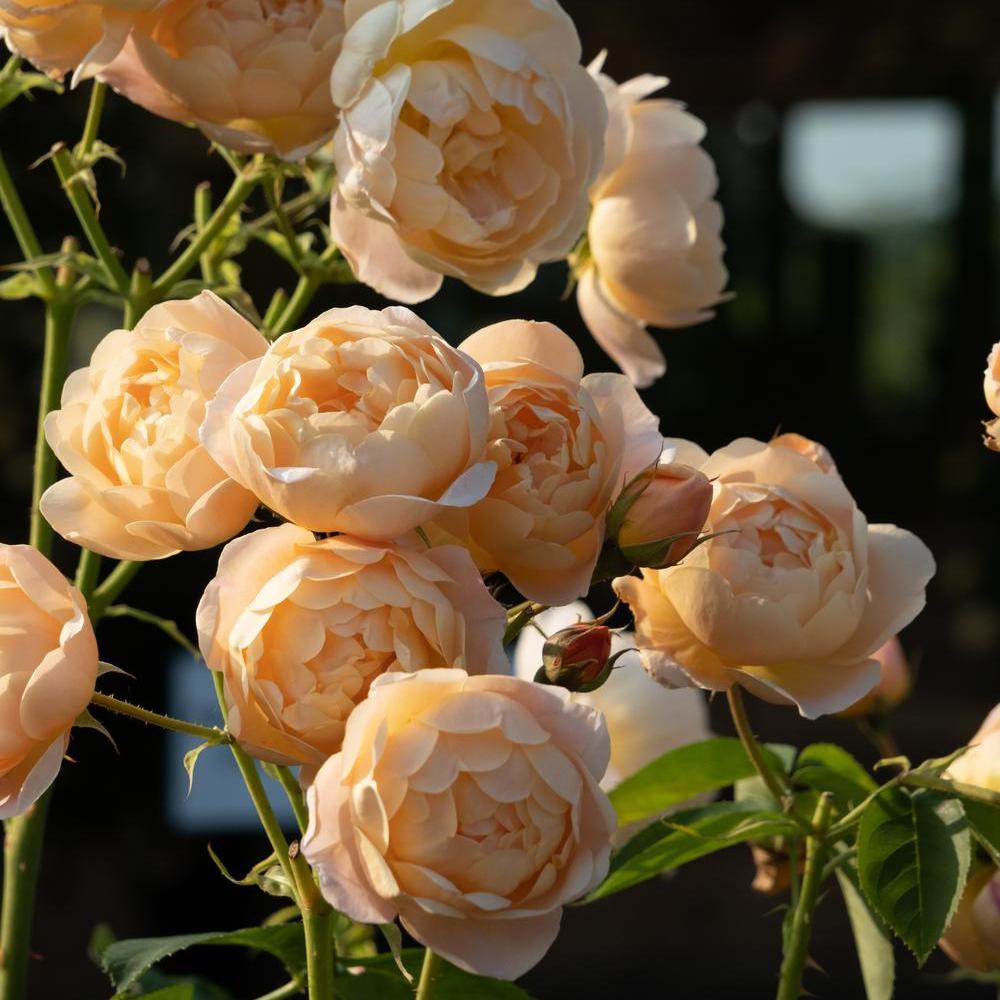 English Roses - David Austin Roses