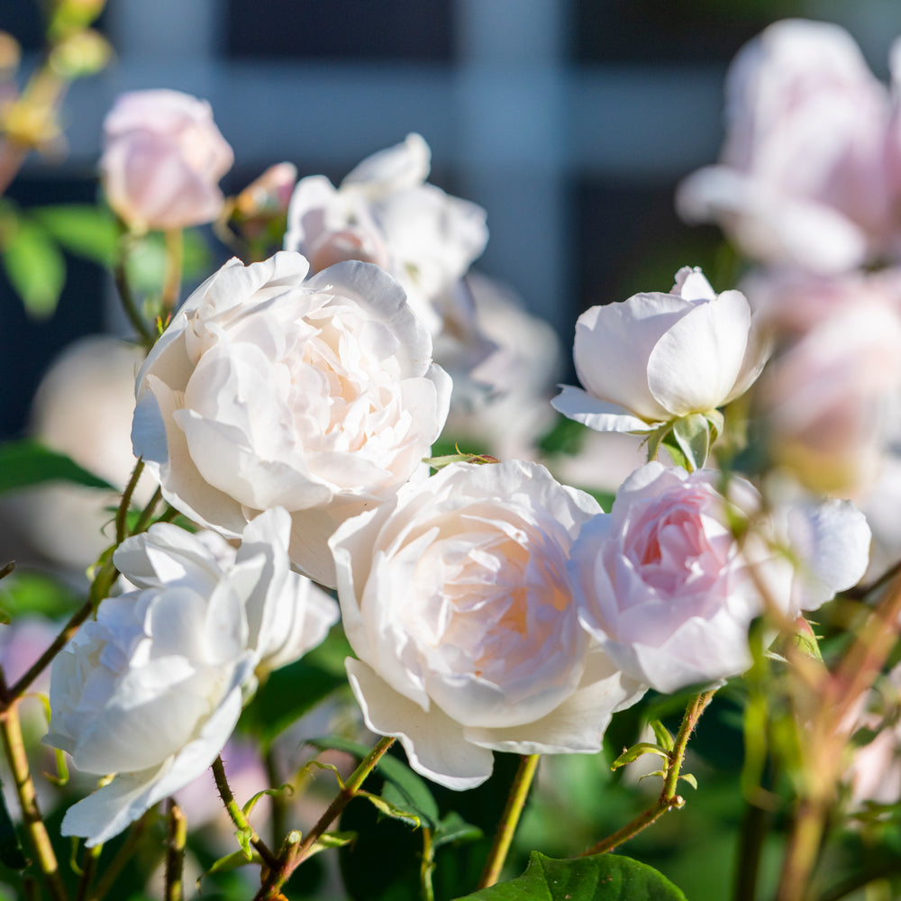 Desdemona white rose bred by David Austin