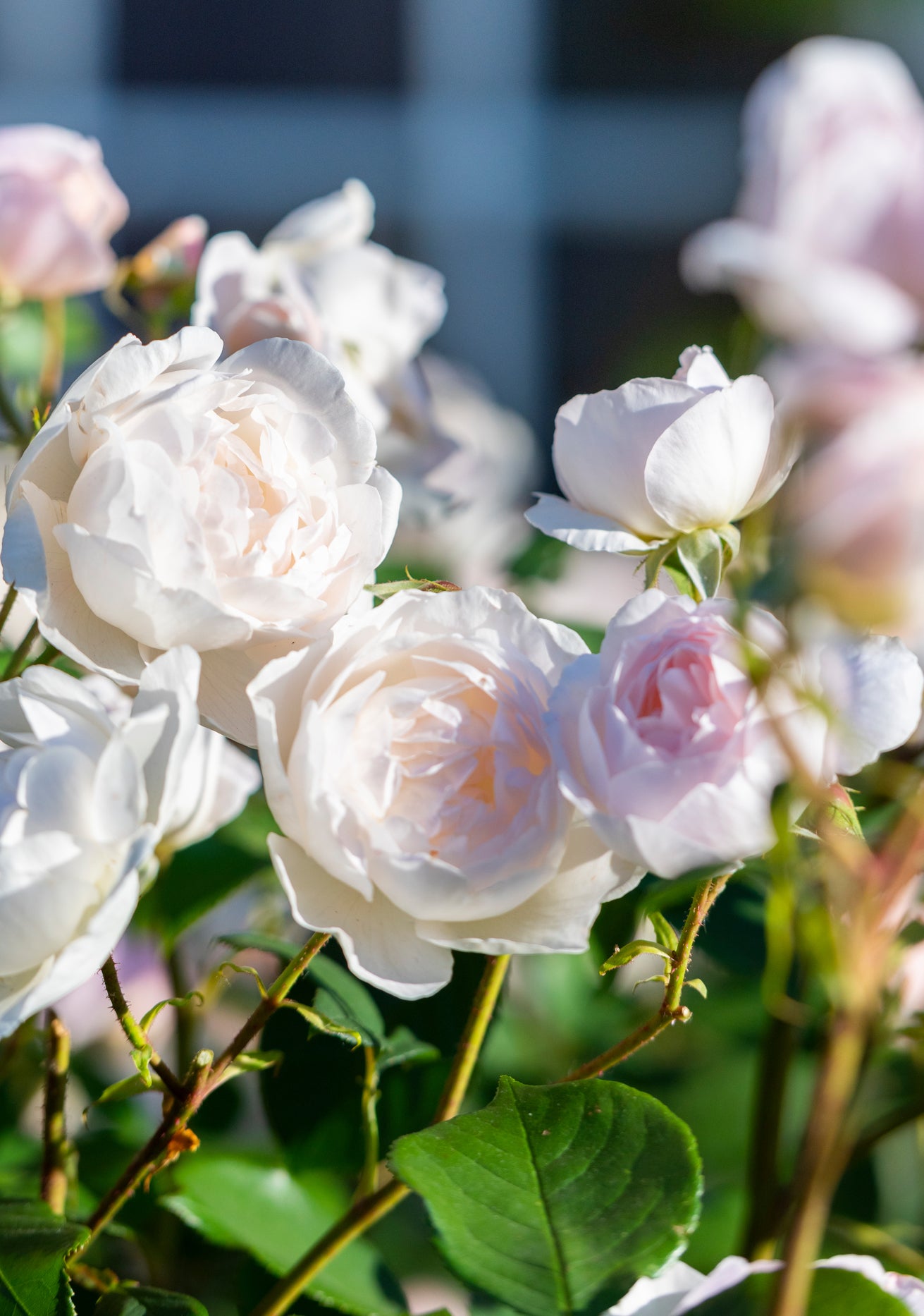 White and Cream Roses in the Garden | David Austin