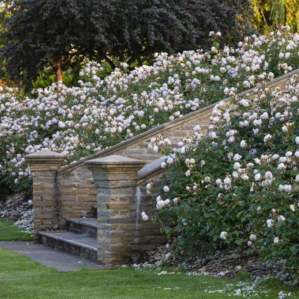 An English Rose Garden Fit for a Period Drama | David Austin
