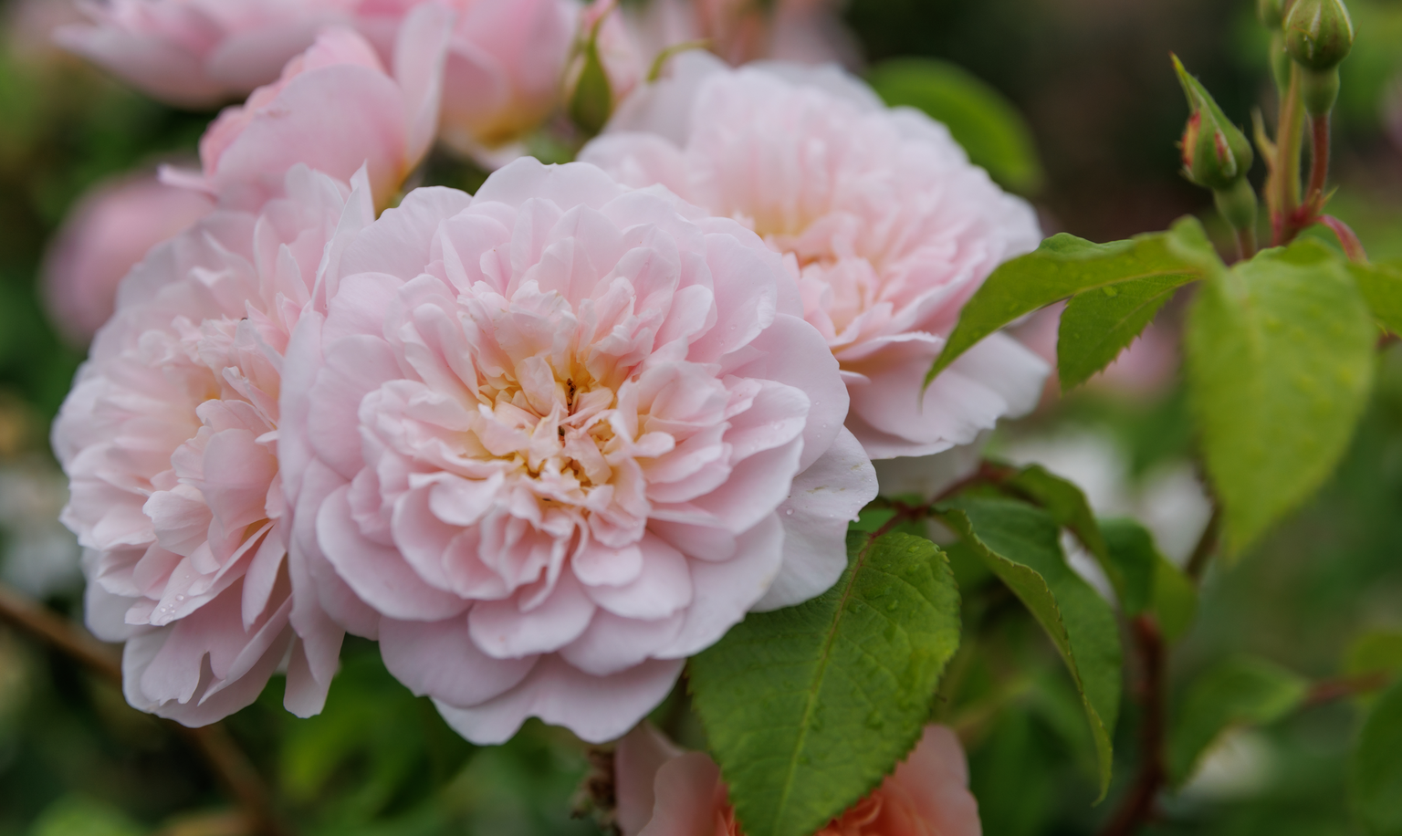 David Austin Roses - Bare root roses, Container roses, English Roses