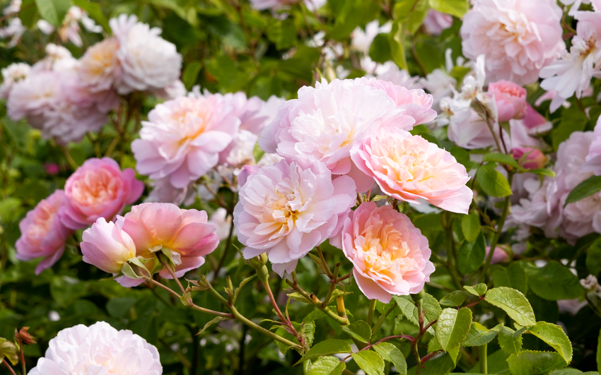 Elizabeth pink rose by David Austin Roses