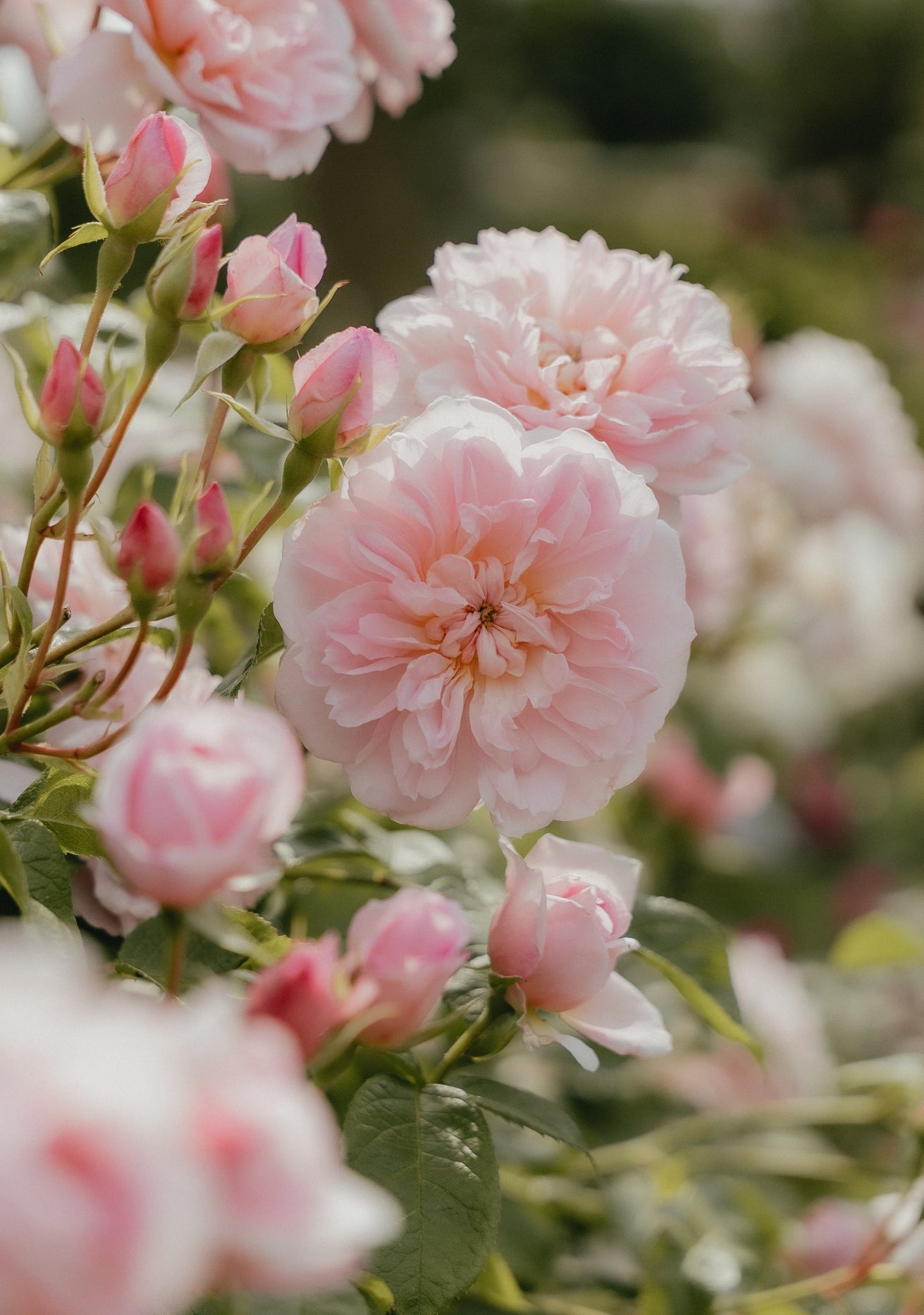 David Austin Roses - Bare root roses, Container roses, English Roses